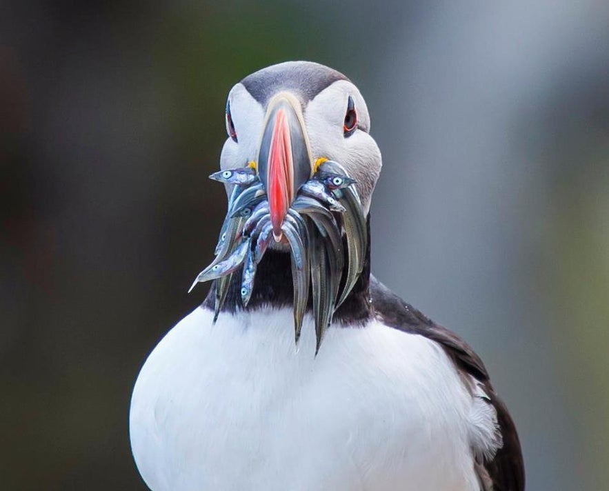 The Atlantic puffin feeds on small fish and plankton