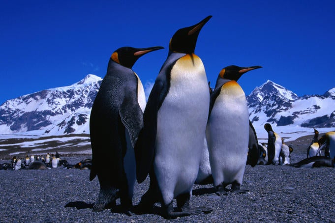 King Penguins arriving at Iceland's South Coast