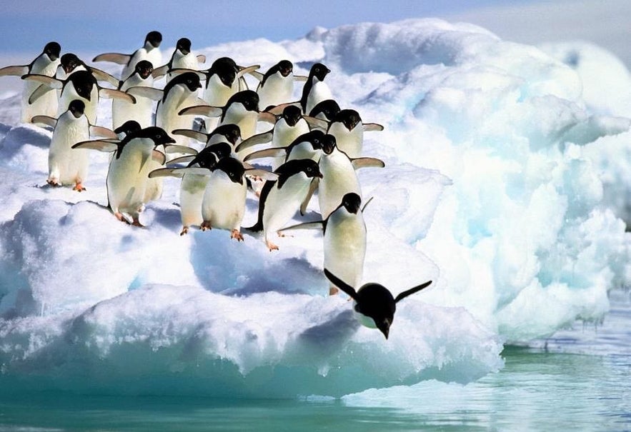 Penguins have made Jökulsárlón glacier lagoon their home