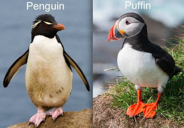 Penguins Invade Iceland | Guide to Iceland