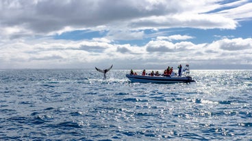 Tour Ver de Cerca Ballenas y Frailecillos en Barco desde Reikiavik