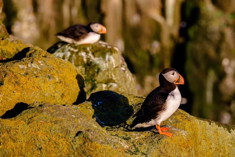 Two puffins hanging by the islands near Reykjavik.
