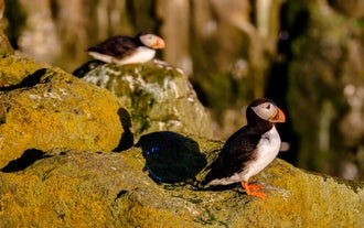 Due pulcinella di mare vicino alle isole nei pressi di Reykjavik.