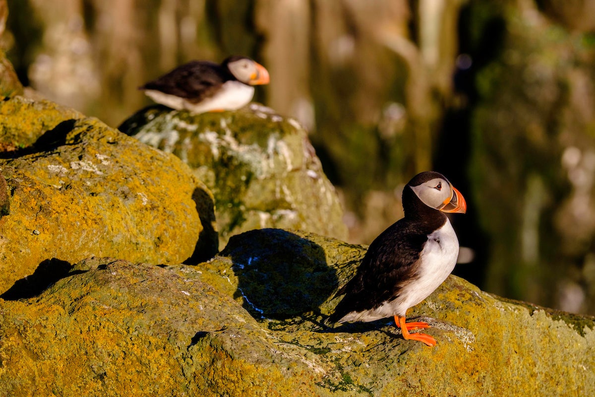 Les macareux moines se promènent sur les îles près de Reykjavik.