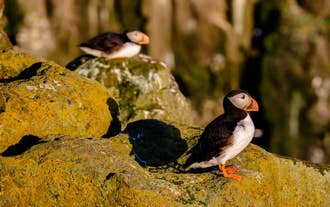 Twee papegaaiduikers rondhangend bij de eilanden