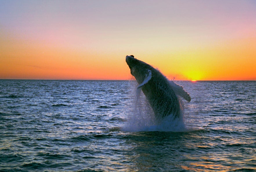 Humpback Whale in Iceland