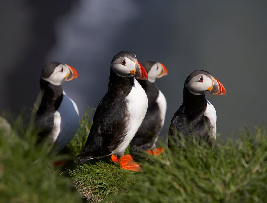 Puffin Watching in Iceland