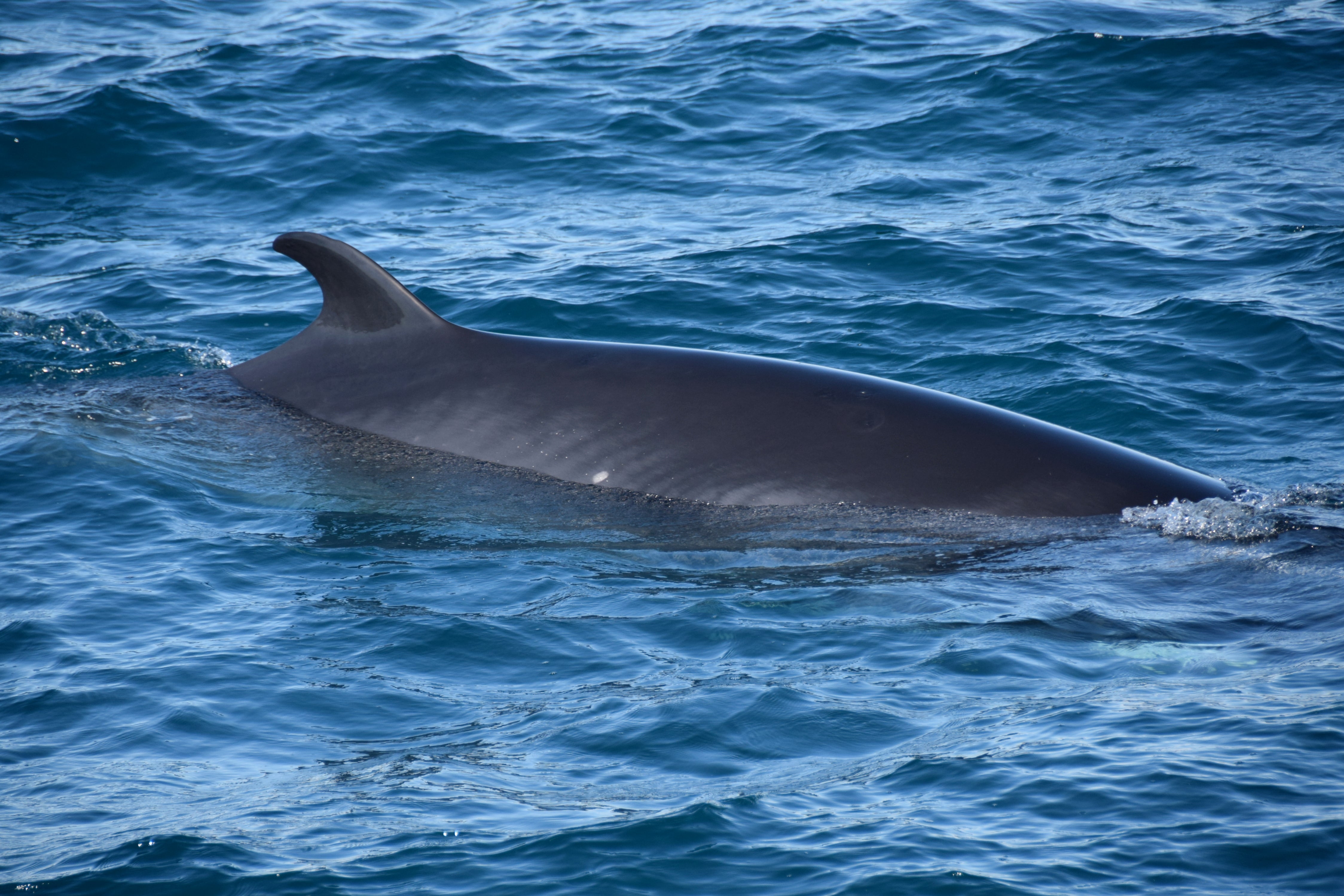 A fin pokes out of the water to delight whale watchers