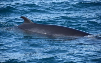 A fin pokes out of the water to delight whale watchers