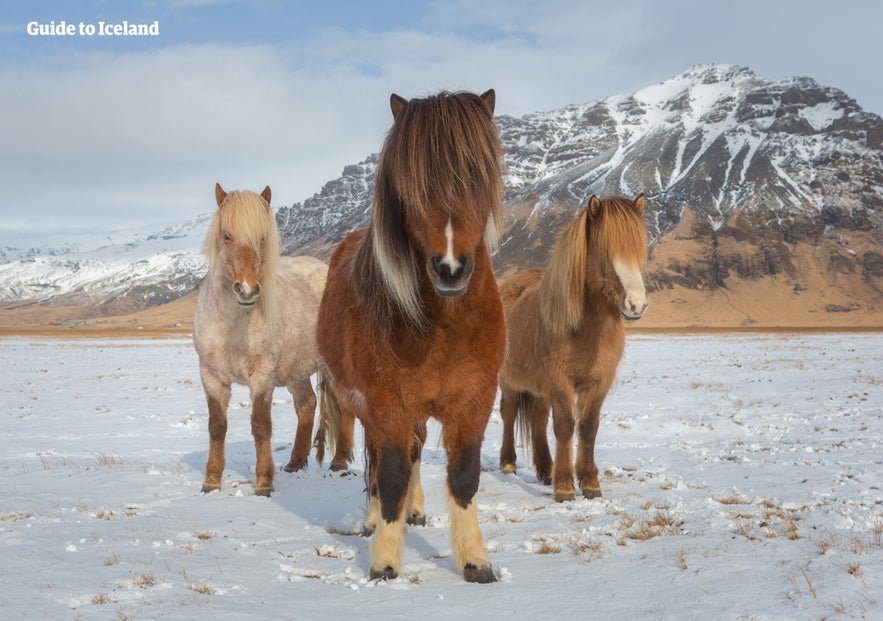 Icelandic horses donning their winter coat