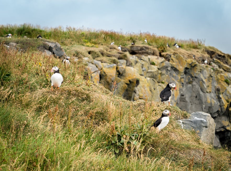 Dyrholaey Puffins