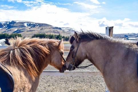 To Rent a Car In Iceland or Go On Day Tours: How To Pick The Right Sightseeing Option