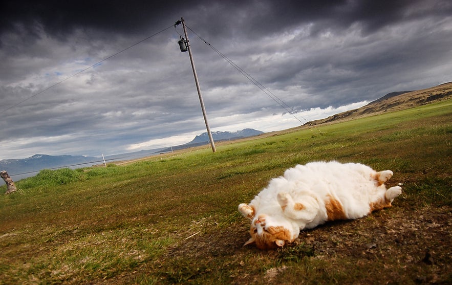 Cat in Morning Dew | Guide to Iceland | Summer in Iceland