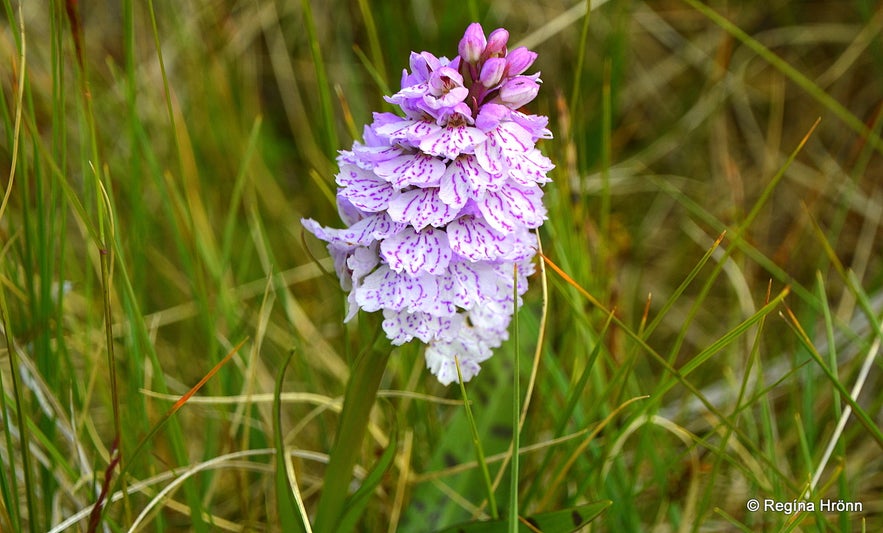 Brönugras - Dactylorhiza maculata by Hotel Laugarhóll Strandir Westfjords