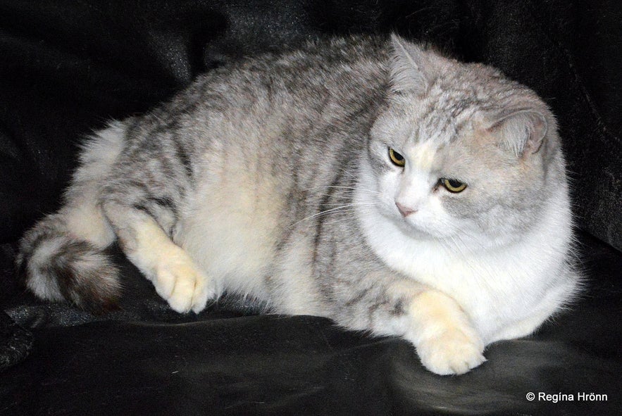 Hippó the Cat at the Museum of Icelandic Witchcraft Hippó the Cat at the Museum of Icelandic Witchcraft
