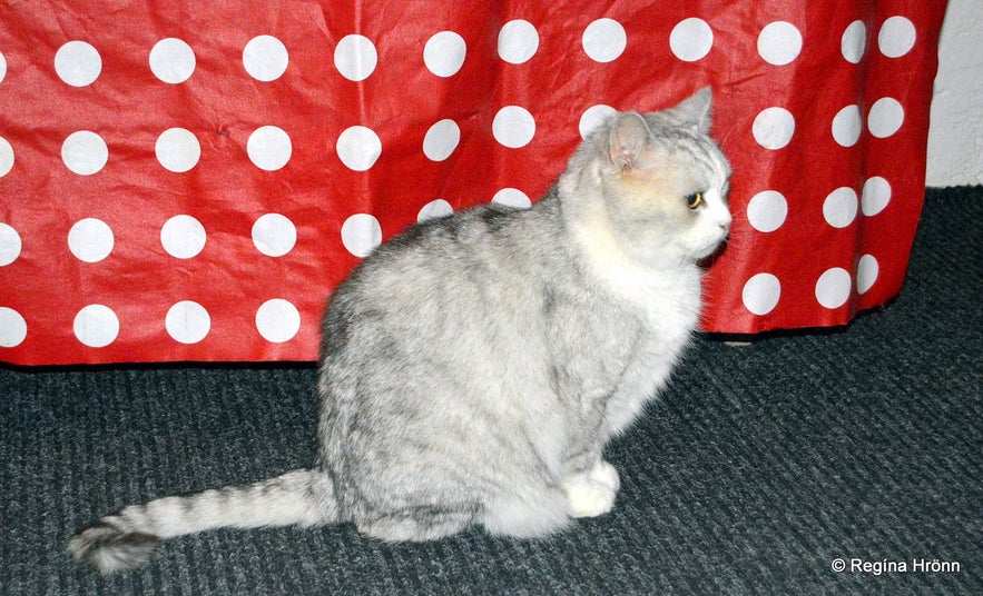 Hippó the Cat at the Museum of Icelandic Witchcraft