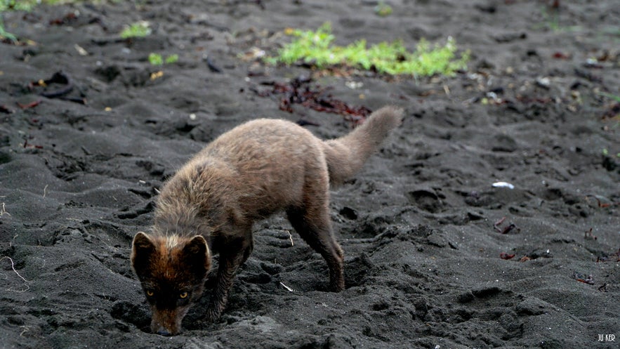 renard arctique en Islande