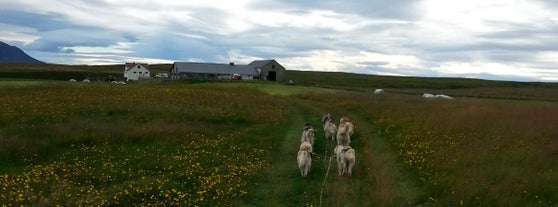 Sus over åkerlandet nær innsjøen Mývatn på en tur i hundevogn.