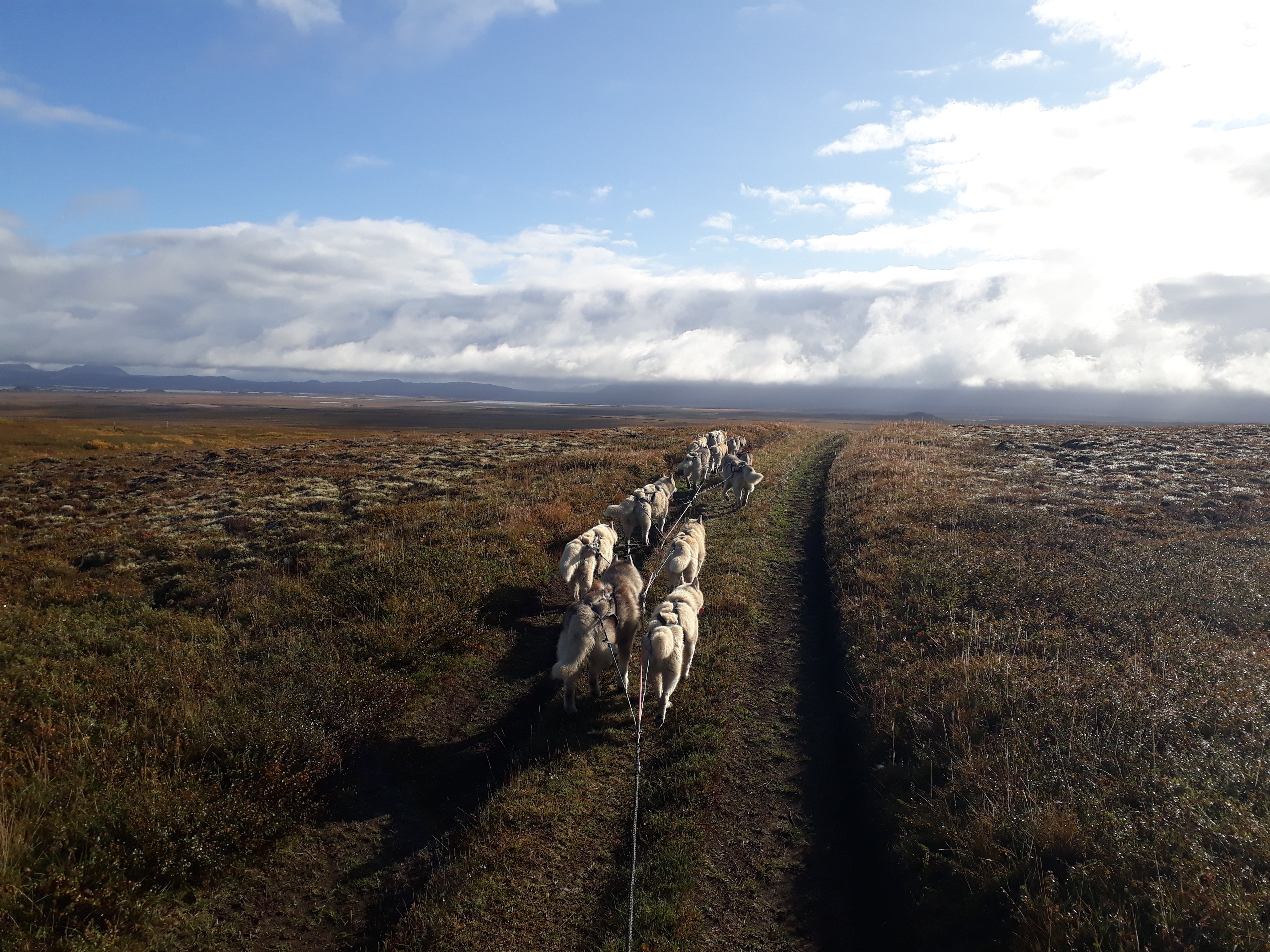 Giv dit besøg ved Mývatn-søen ekstra krydderi med en hundevognstur.