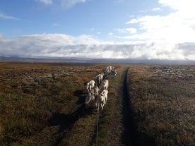 Sett en spiss på besøket ved innsjøen Mývatn med en tur i en hundevogn.
