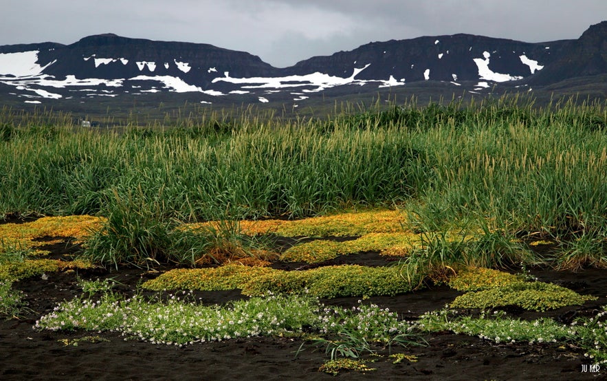 Arctic Foxes Territory : How to Get to Hornstrandir Nature Reserve!