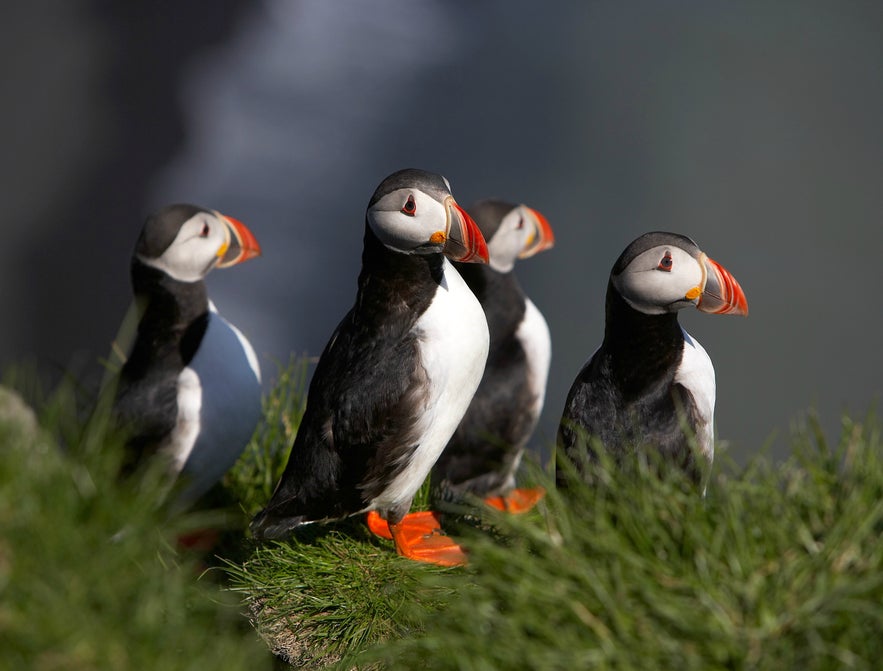 Puffins Iceland summer