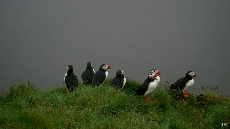 On peut voir des macareux en été en Islande