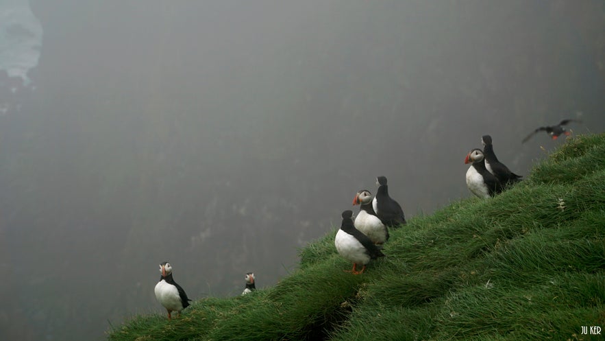 Ingólfshöfði, a Puffin Paradise Near Skaftafell !