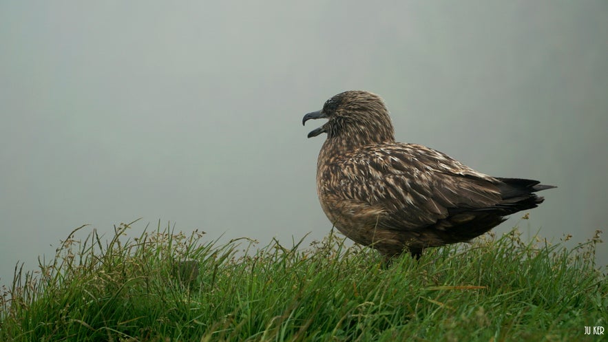 On peut approcher les oiseaux de très près en Islande