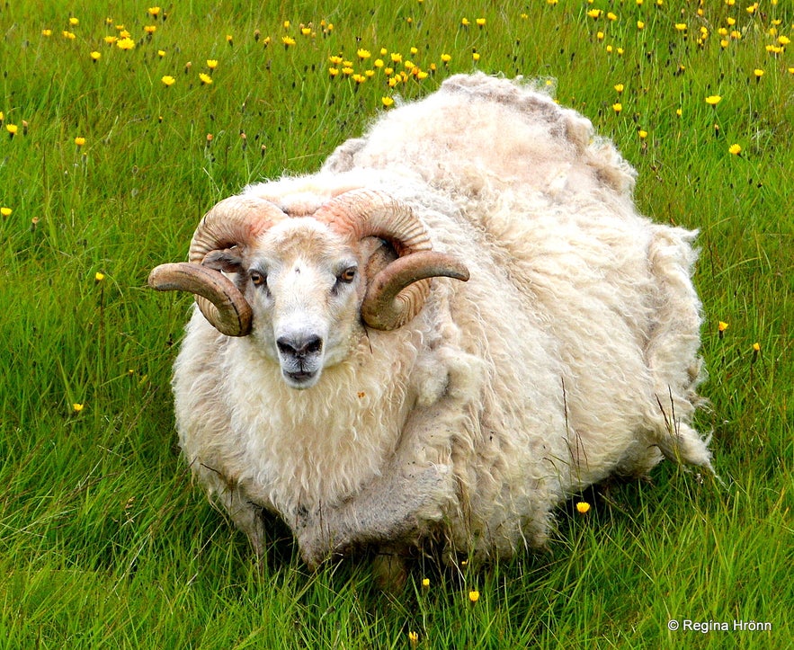 A ram at Einarslón Snæfellsnes