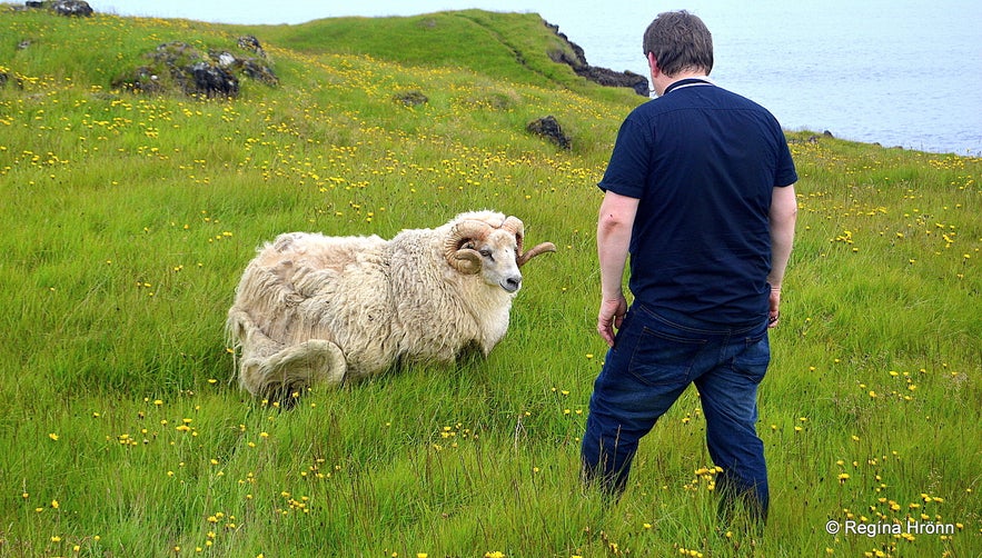 A ram at Einarslón Snæfellsnes