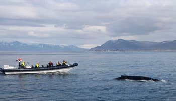 Hvalsafari på nært hold i RIB-båd i Faxafloi-bugten fra Reykjavik 