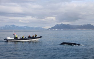 На лодке RIB Boat Express вы окажетесь ближе к китам, чем на любом другом типе судна.