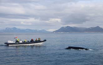 Le bateau semi rigide express vous rapprochera des baleines plus que tout autre type d'embarcation.