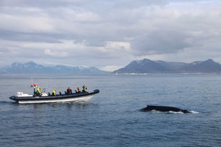 L'imbarcazione RIB vi porta più vicino alle balene di qualsiasi altro tipo di imbarcazione.