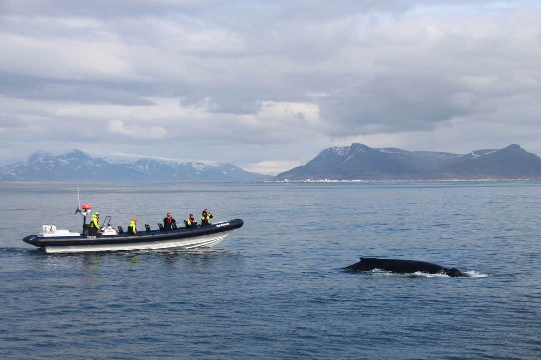 Le bateau semi rigide express vous rapprochera des baleines plus que tout autre type d'embarcation.