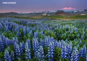 Purple lupine field on the Snæfellsnes peninsula, with Snæfellsjökull glacier in the background.