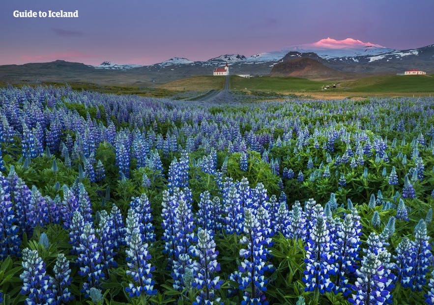 Lupins sprout up around the settlements of Snaefellsnes in spring and summer.