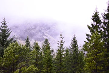 The Forests of Iceland | Foresting a Treeless Land