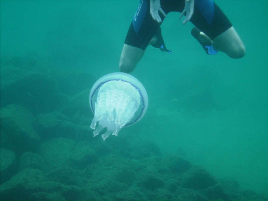 Snorkelling in Reykjavik, Wet or Dry?