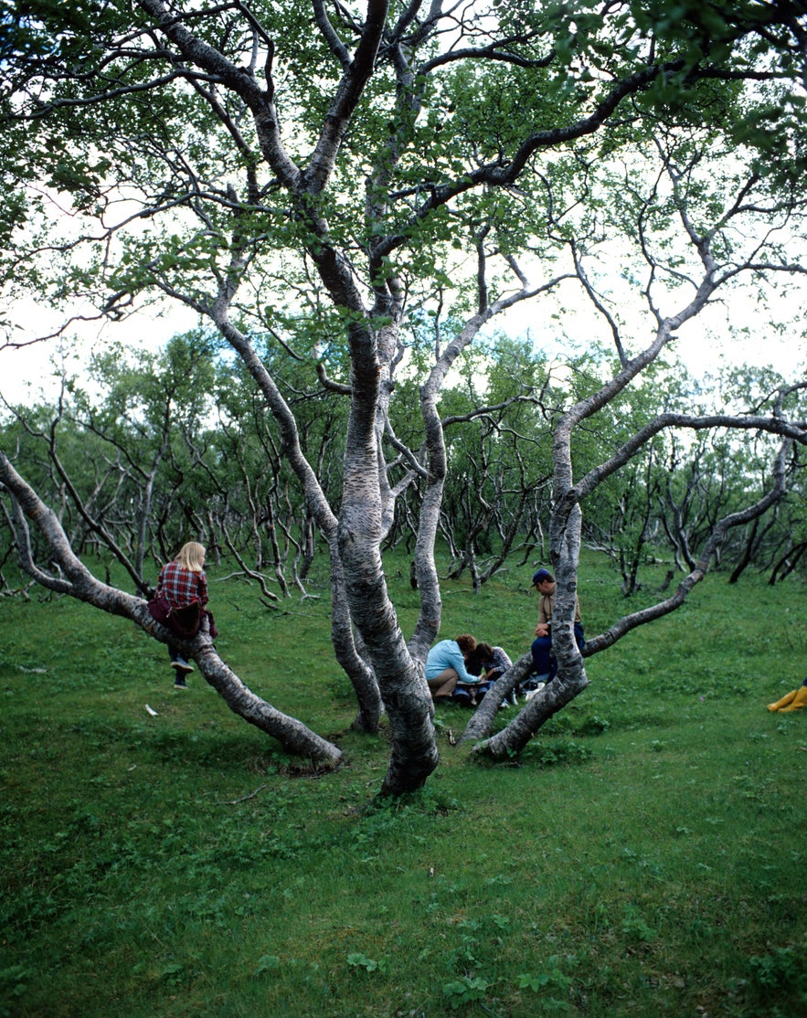 Hallormsstaðaskógur森林深受当地人的喜爱