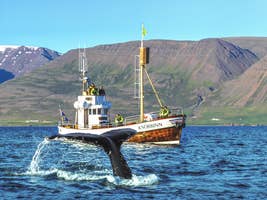 Guided 2.5 Hour Whale Watching Boat Trip in North Iceland with Transfer from Arskogssandur