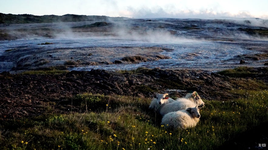 Les moutons se réchauffant près de la source géothermale