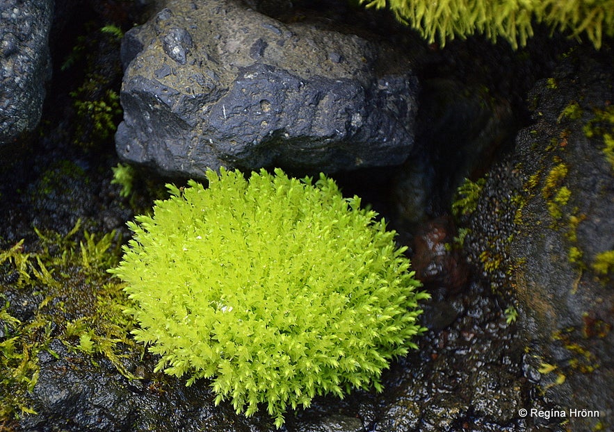 New moss by Gígjökull glacier South-Iceland