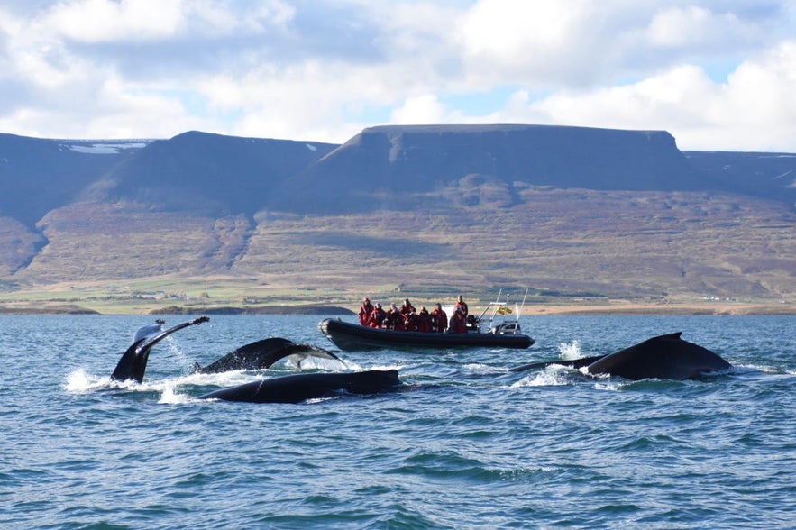 Whale watching is one of the most popular day tours across the country.