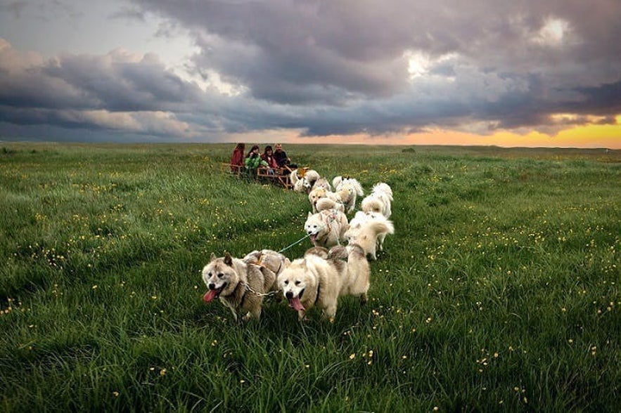 An example of dry land dog sledding in Iceland.