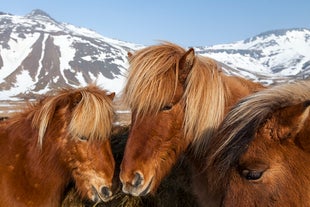 Icelandic horses huddle together to pose for this photo.