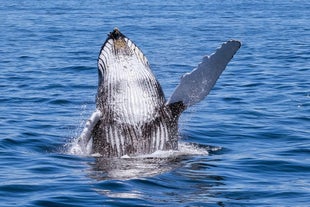 Een walvis die op een golf afkomt.