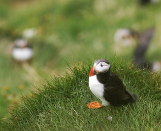 Un macareux adorable à l'état sauvage.