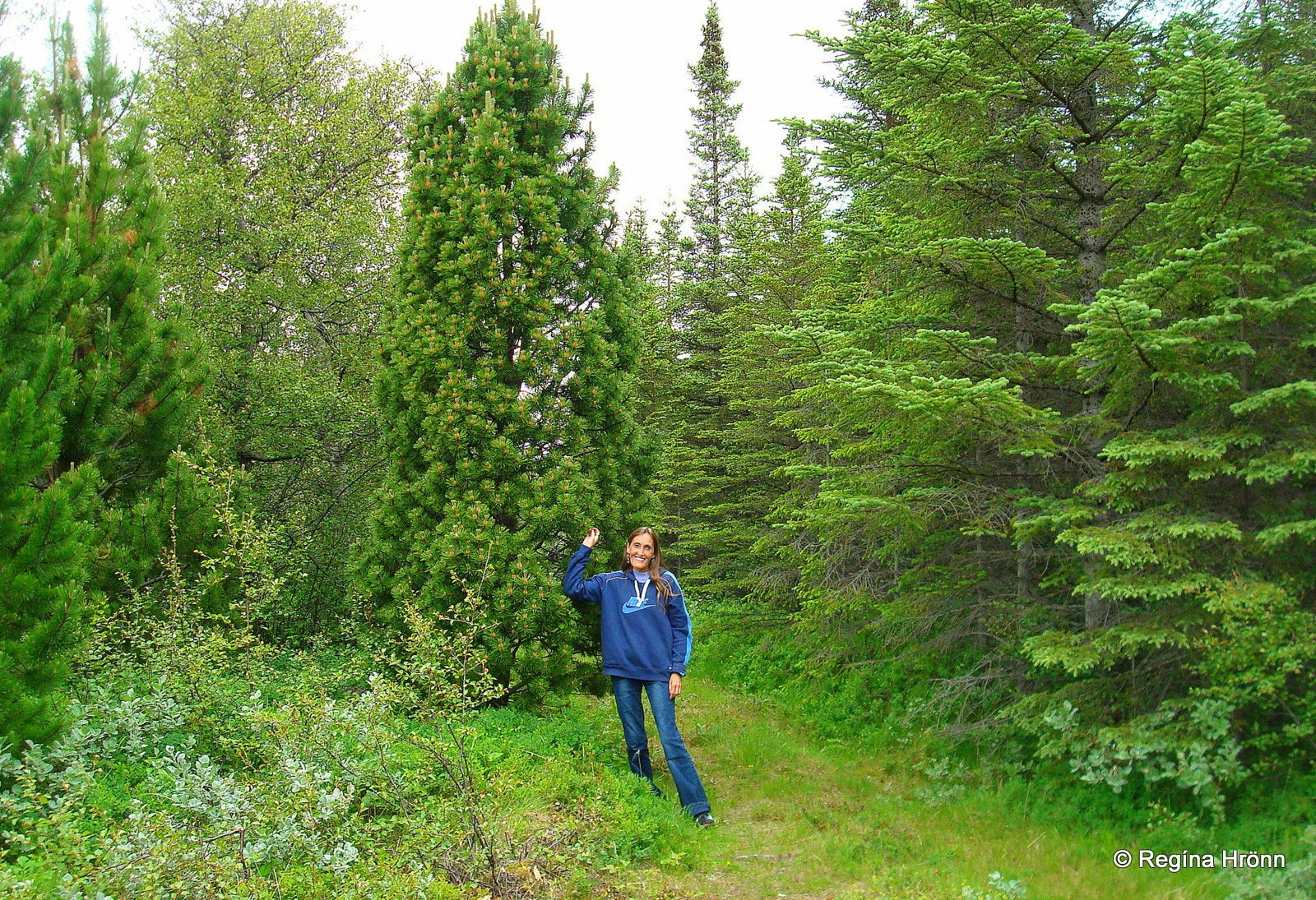 Hallormsstaðaskógur Forest in East Iceland - Iceland's largest Forest